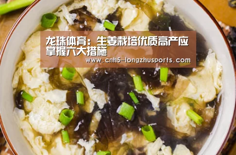 龙珠体育体育